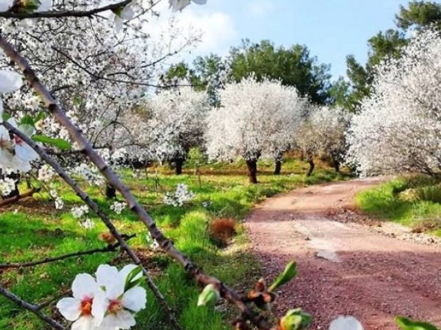 Uçaklı Datça Badem Çiçeği Festivali Turu 1 Gece