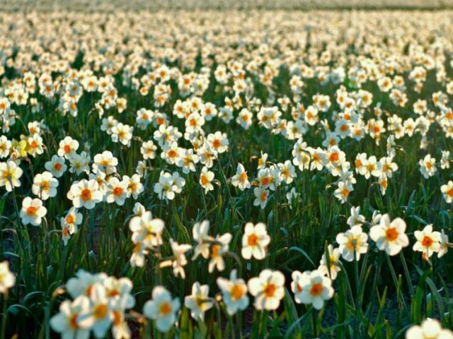 Sevgililer Günü Özel Uçaklı Nergis Çiçeği ve Datça Badem Çiçeği Festivali 2 Gece