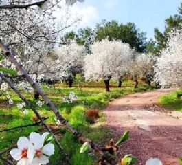 Uçaklı Datça Badem Çiçeği Festivali Turu 1 Gece
