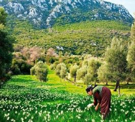 Sevgililer Günü Özel Uçaklı Nergis Çiçeği ve Datça Badem Çiçeği Festivali 2 Gece